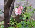 Louis Blériot ® rose photo