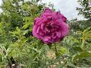 Lydia Morris rose photo