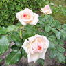 HARmisty rose photo