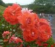Matangi ® rose photo