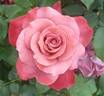 Black Tea rose photo