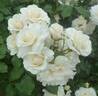 Avalanche rose photo