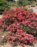 Autumn Fire rose photo