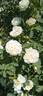 Alba Suaveolens rose photo