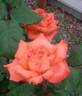 Hanakagari rose photo