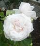 Augustine Guinoiseau rose photo