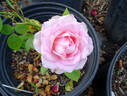 Ragazza rose photo