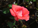 Raphaela rose photo