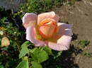 Rebecca Claire rose photo