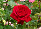 Red Intuition rose photo