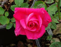 Rina Hugo rose photo