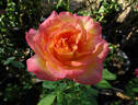 Royal Welcome ™ rose photo