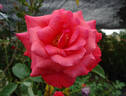 Sandringham Centenary rose photo