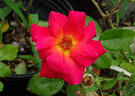 Saturnia rose photo