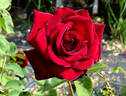 Schwarze Madonna ™ rose photo