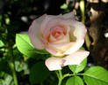 Secret ™ rose photo