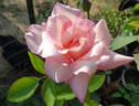 Sheer Bliss rose photo