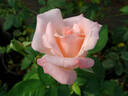 Sheer Elegance ™ rose photo