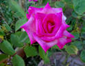 Signature ® rose photo