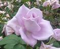 Kölner Karneval rose photo