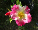 Soaring Spirits ™ rose photo