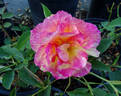 SOS Children's Rose rose photo