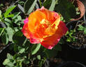 SOS Children's Rose rose photo