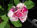 Striped Queen Elizabeth rose photo