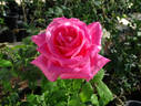 Susan Hampshire rose photo
