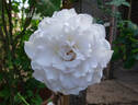 Sweet Arlene rose photo