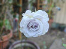 Sweet Arlene rose photo