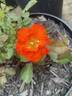 Disco Dancer rose photo