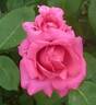 Red Radiance rose photo