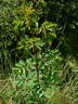 1-72-1Hugonis flore plena rose photo