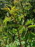 1-72-1Hugonis flore plena rose photo