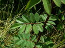 1-72-1Hugonis flore plena rose photo