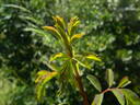 1-72-1Hugonis flore plena rose photo