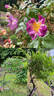 Veilchenblau rose photo