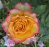 Fire Lady rose photo
