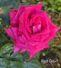Red Devil rose photo