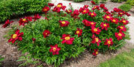 Arcturus peony photo