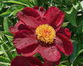 Arcturus peony photo