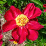 Arcturus peony photo