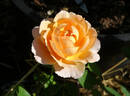Tamora rose photo