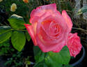 Tan Cho rose photo