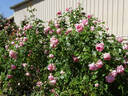 Tendresse rose photo