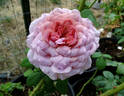 The Pride rose photo