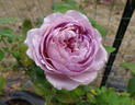 The Pride rose photo