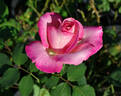 The Temptations ™ rose photo