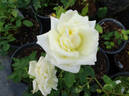 The Wainwright Rose rose photo